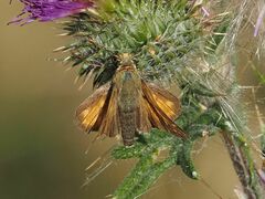 Ochlodes sylvanus