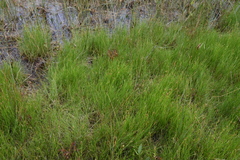 Rhynchospora capillacea