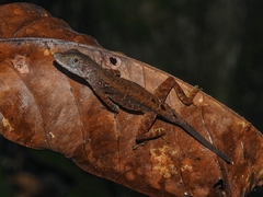 Anolis humilis