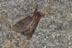 Notodonta dromedarius