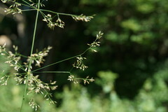 Agrostis stolonifera