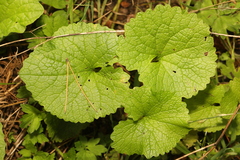 Alliaria petiolata