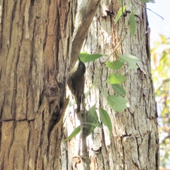 Cormobates leucophaea