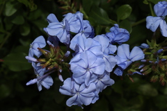 Plumbago auriculata