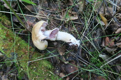 Cortinarius caperatus