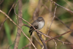 Serpophaga nigricans