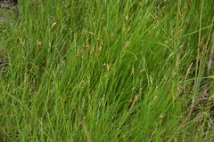 Rhynchospora capillacea