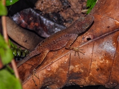 Anolis humilis