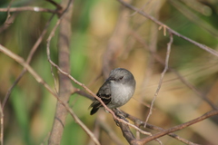 Serpophaga nigricans