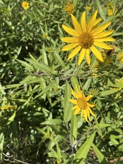 Helianthus nuttallii