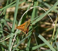 Ochlodes sylvanoides
