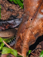 Anolis humilis