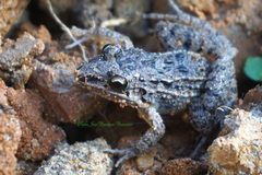 Leptodactylus fragilis