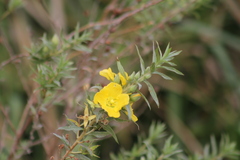 Ludwigia sericea