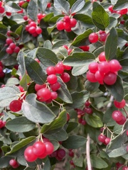 Lonicera