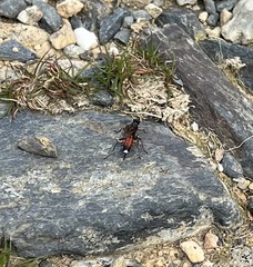 Agrothereutina