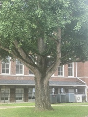 Ginkgo