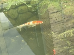 Cyprinus rubrofuscus