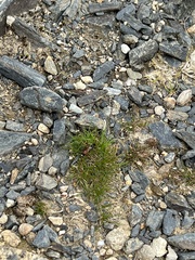 Agrothereutina