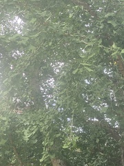 Ginkgo
