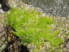 Tydemania expeditionis