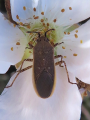 Catorhintha selector