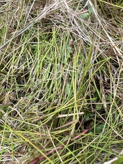 Eleocharis acicularis