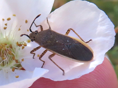 Catorhintha selector