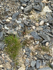 Agrothereutina