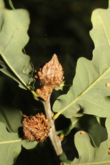 Andricus foecundatrix