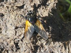 Mesembrina meridiana