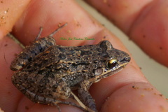 Leptodactylus fragilis
