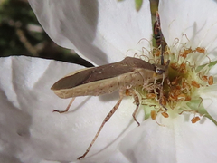 Catorhintha selector