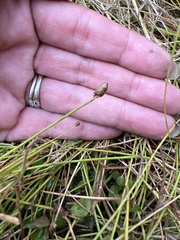 Eleocharis acicularis