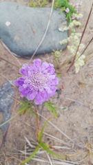 Scabiosa lachnophylla