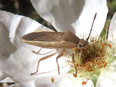 Catorhintha selector