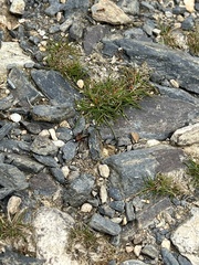 Agrothereutina