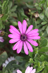 Dimorphotheca