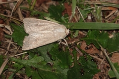 Mythimna ferrago