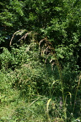 Bromus benekenii