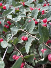 Lonicera