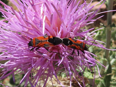 Lygaeus reclivatus