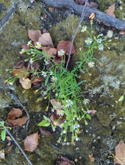 Symphyotrichum