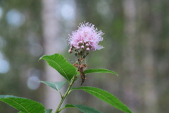 Spiraea salicifolia