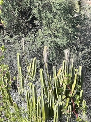 Lophocereus schottii