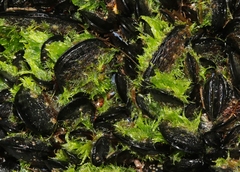 Tydemania expeditionis