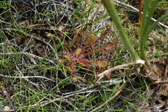 Drosera anglica
