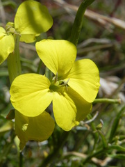 Erysimum pseudorhaeticum