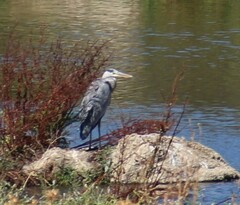 Ardea cinerea