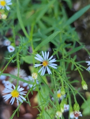 Symphyotrichum